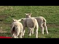 Three Lambs in the sun