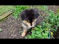 Foraging for Strawberries (Finnish Lapphund Puppy)