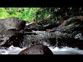 ASMR - Birds chirping, Relaxing with the sound of the river is addictive