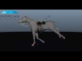 Morcan Studios Horse gallop