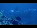 【Diving in Ishigaki Island, Japan】 Manta Rays! Corals! Underwater caves! Underwater Scenery!