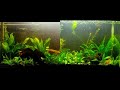 Planted Tank Progression (2-year time-lapse)