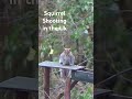 Squirrel shooting