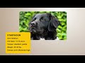 Top 20 Rare Dog breed | Dog Rank video  | #topdogs  | Rank legends Tv