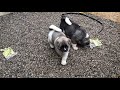 American Akita Puppies Bären mit 5 Wochen