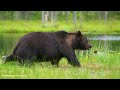 Experience the Beauty of 4K Animals in Their Natural Environment With Soothing Music
