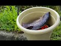 Finding Big Gurame fish in river, sea animal toys, lobster, shark, crab - Part230