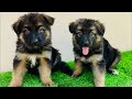 6 Things You Must Never Do With Your German Shepherd Puppy