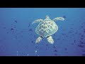 The Ocean 4K- Scenic Fish WildLife Relaxation Film #scenicscenes