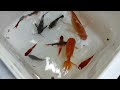 catch colorful fish, koi fish, ornamental fish and millions of other animals