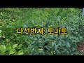 산마늘(명이나물)밭 놀리지마세요~