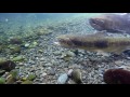 Chinook Salmon Spawning Act1 May 2016