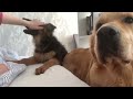 Petting One Dog and Not The Other | Jealous Dogs Reaction