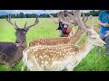 Dublin, Ireland ☘️ Electric Scooter Ride 🛴Phoenix Park| 20 KM | 4K HDR | GoPro Hero 11