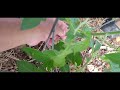 Planting Tomatoes From Start to Finish, Part 3, Pruning