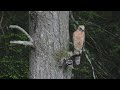 Red Shouldered Hawk