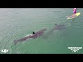 Lady with orcas paddle boarding Baja California