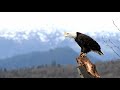 Chilkat Bald Eagle Vocalization 4K