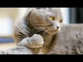 @ cleaning her paws# short video