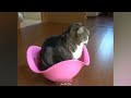 Funny cats 😻 | Best videos of 2023