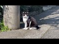 Cat iPhone 13 Pro Max 4K 60fps