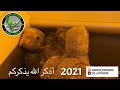 فروخ امازون دبل يلوهد 2021