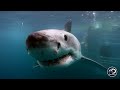 The Boldest Bites | Shark Week's Most Intense Encounters