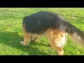 Slow motion video of a German Shepherd having fun on the grass