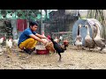 chicken breeding - feed the chicken - episode 1.