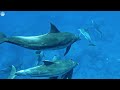 The Best 4K (ULTRA HD) Aquarium - Relaxing Music to Relieve Stress, Anxiety and Depression