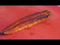 The whole Process of an Amazing Eel farm | Korean food