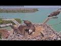 Captiva Osprey Nest 2024 Season - 2024 April 27th - 09:51+ Edie flips over and chick feeds