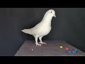 How To Make Pigeon Ring At Home ||