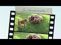 Do Goldendoodles shed? Goldendoodle medium