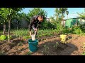 Yeast solution - BIO fertilizer for TOMATOES