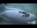 Underwater Manatee-Cam at Blue Spring State Park | 2023 Highlights