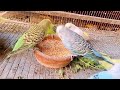 Colorful Companians | #birds #parrots #budgies