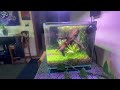 Finally got some shrimp for my nano shrimp tank! 🎉 woo-hoo!!