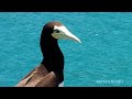 BIRDS 4K: The biggest amazing birds of the world/Birds of Rainforest/Nature Film & Nature Sounds