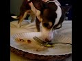 Lilly licking ASMR good times on a plate