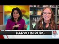 Local Veterinarian Talks About Signs Of Parvovirus In Dogs