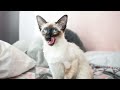 7 Reasons You Should NOT Get a Balinese Cat