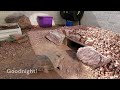 Desert Tortoise Explores the Garden