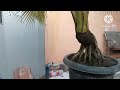 Cara Perawatan Pada Bonsai Klapa