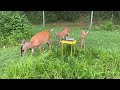 Whitetail Deer Fawns Beautiful Sight @ The Hillbilly Hoarder