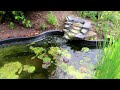 A lily in the Pond, Ravenshead,  6 Jul 24