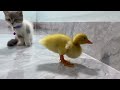Best Funniest Animal Videos 2024😺🐶Funny Dogs And Cats Videos Of The year😼part 20