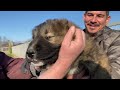 THE LEGENDARY DOG FARM IN GEORGIA ~ PRIEST YAKUP’S NAGAZI DOGS