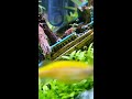 Neocaridina shrimp tank timelapse #2