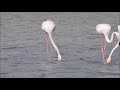 4-2-2024 flamingo at Lady's mile Cyprus